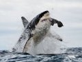 Shark Breaching False Bay Morning Trip